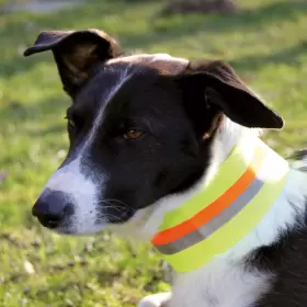 Reflekshalsbånd Sikkerheds halsbånd hund