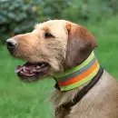 AKAH - Sikkerheds halsbånd hund