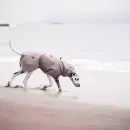 håndklæde til hunde