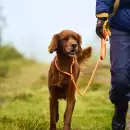 NonStop Dogwear - NonStop Retriever line 1,6 m. 8 mm orange