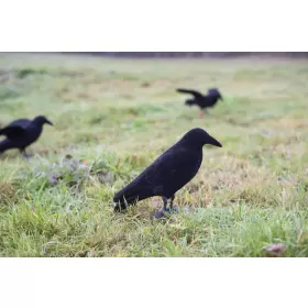 Lokkekrage med flock