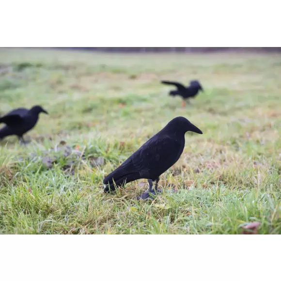 Lokkekrage med flock